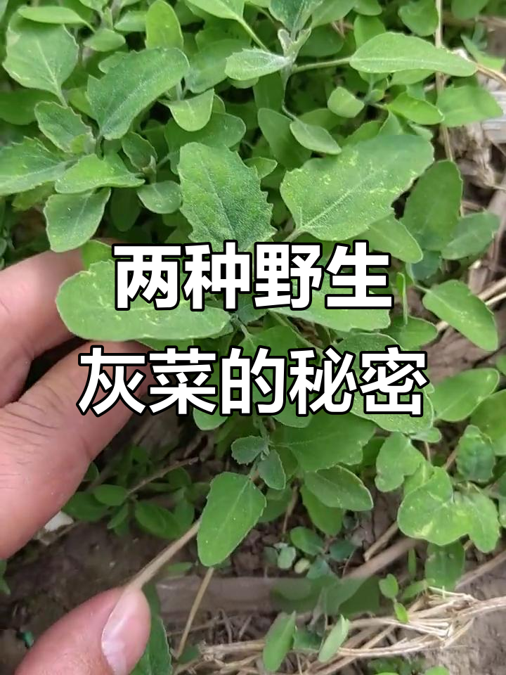 灰菜竟然有两种,一种紫红心,口感如何?