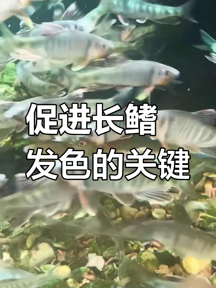 长鳍鱲发色必备条件,掌握这些让鱼更健康
