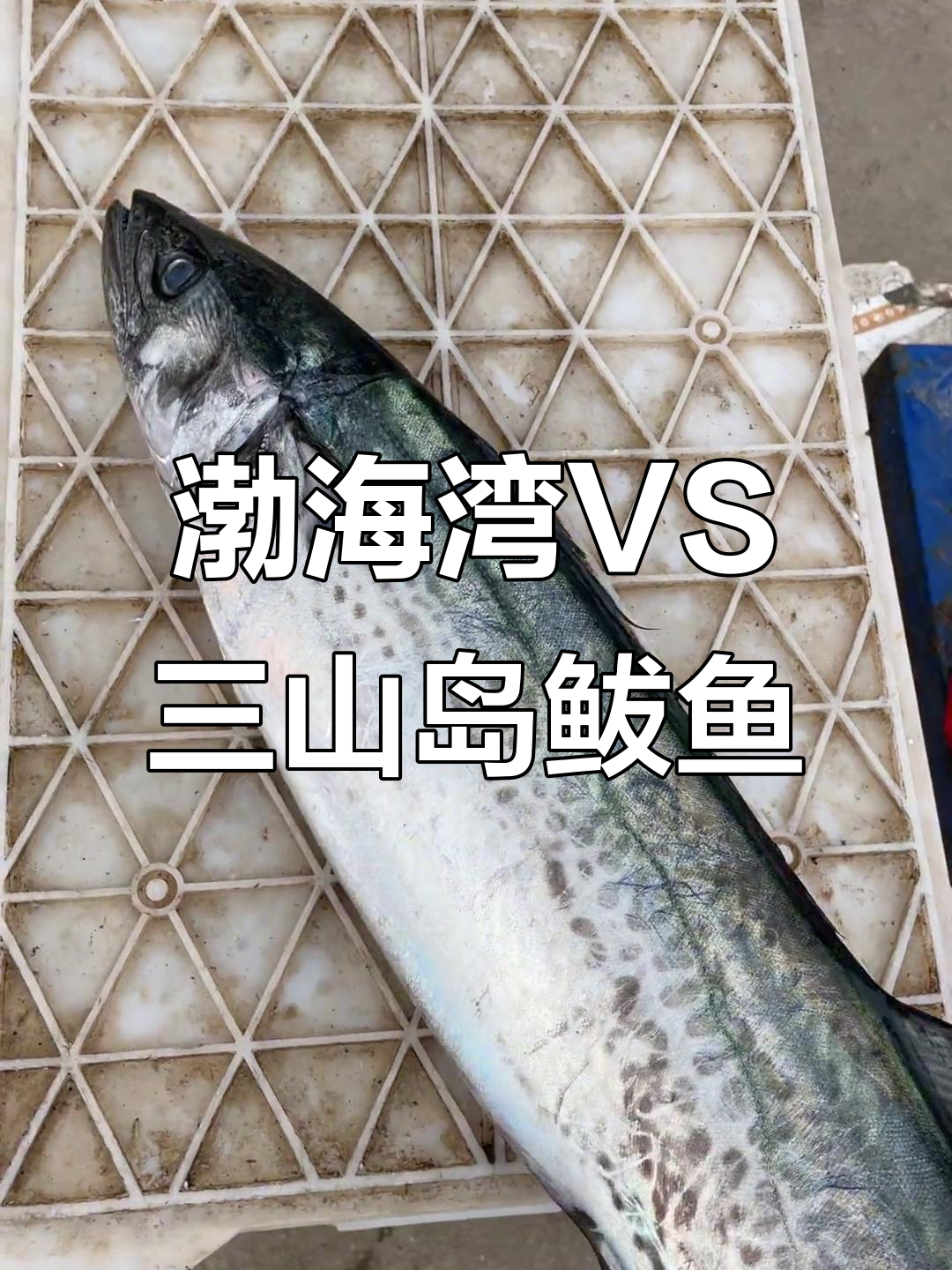 渤海湾22米与三山岛鲅鱼:价格差异背后的真相