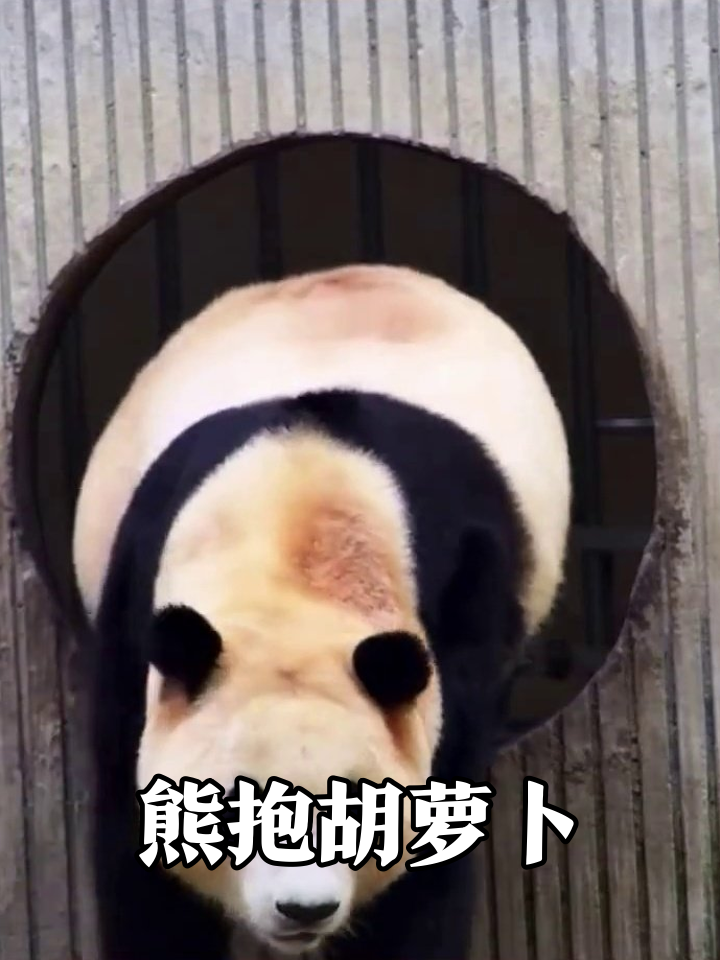 熊猫干饭名场面:从铁窗探出圆脑袋,抱着胡萝卜啃出幸福表情包
