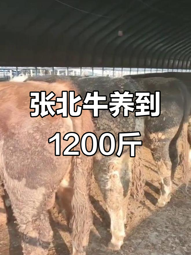 张北牛养殖:1200斤出栏,两三个月就能长成