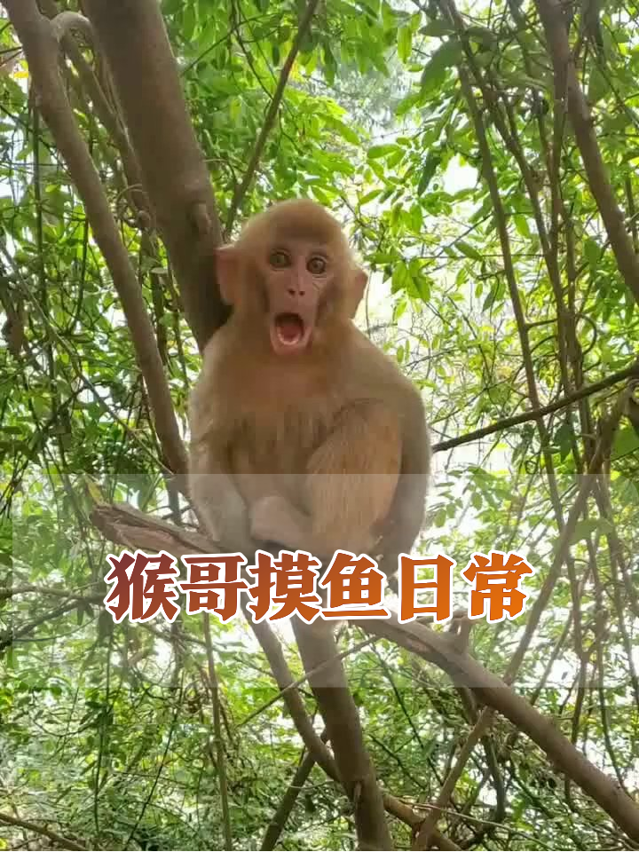 小猴摸鱼被抓包？表情动作神似上班摸鱼的你！