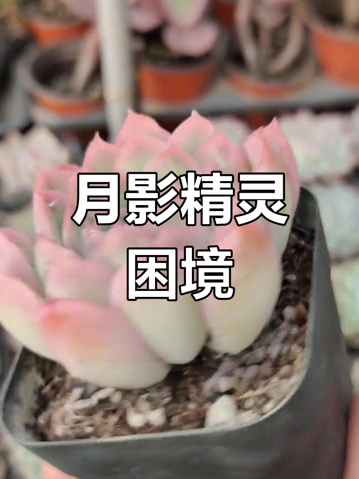 月影精灵状态难控,季节影响明显,考虑是否放弃