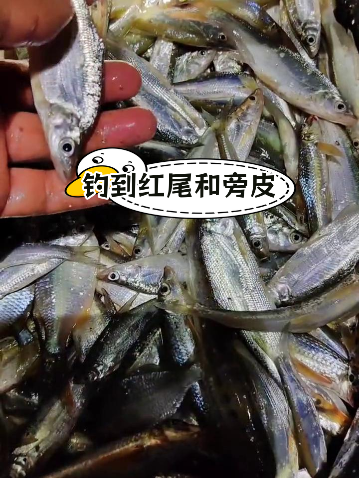 湘江大舞台钓鱼新发现,蛇鮈开口了!