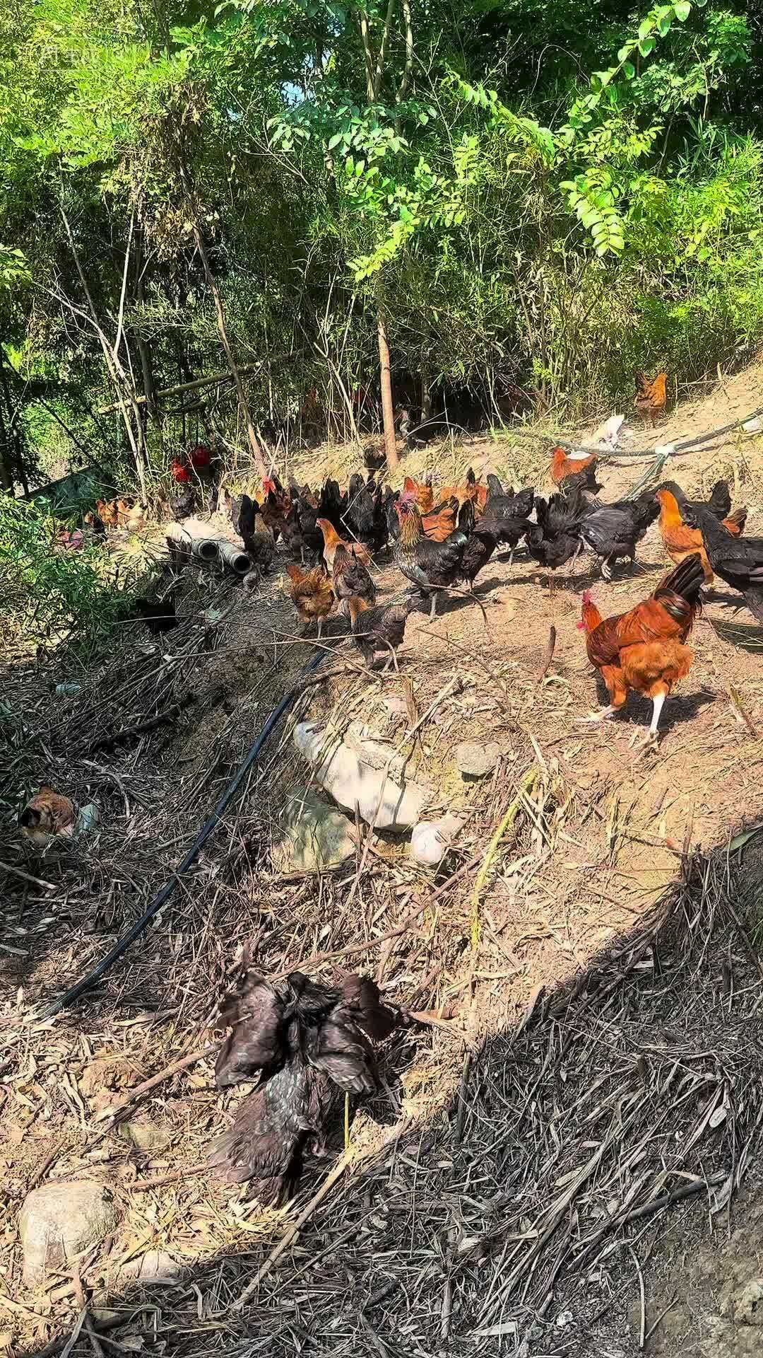 生活欠我一个满意，我欠生活一个努力 日常生活 农村土鸡蛋 乡村的生活 生态散养土鸡 怎么正