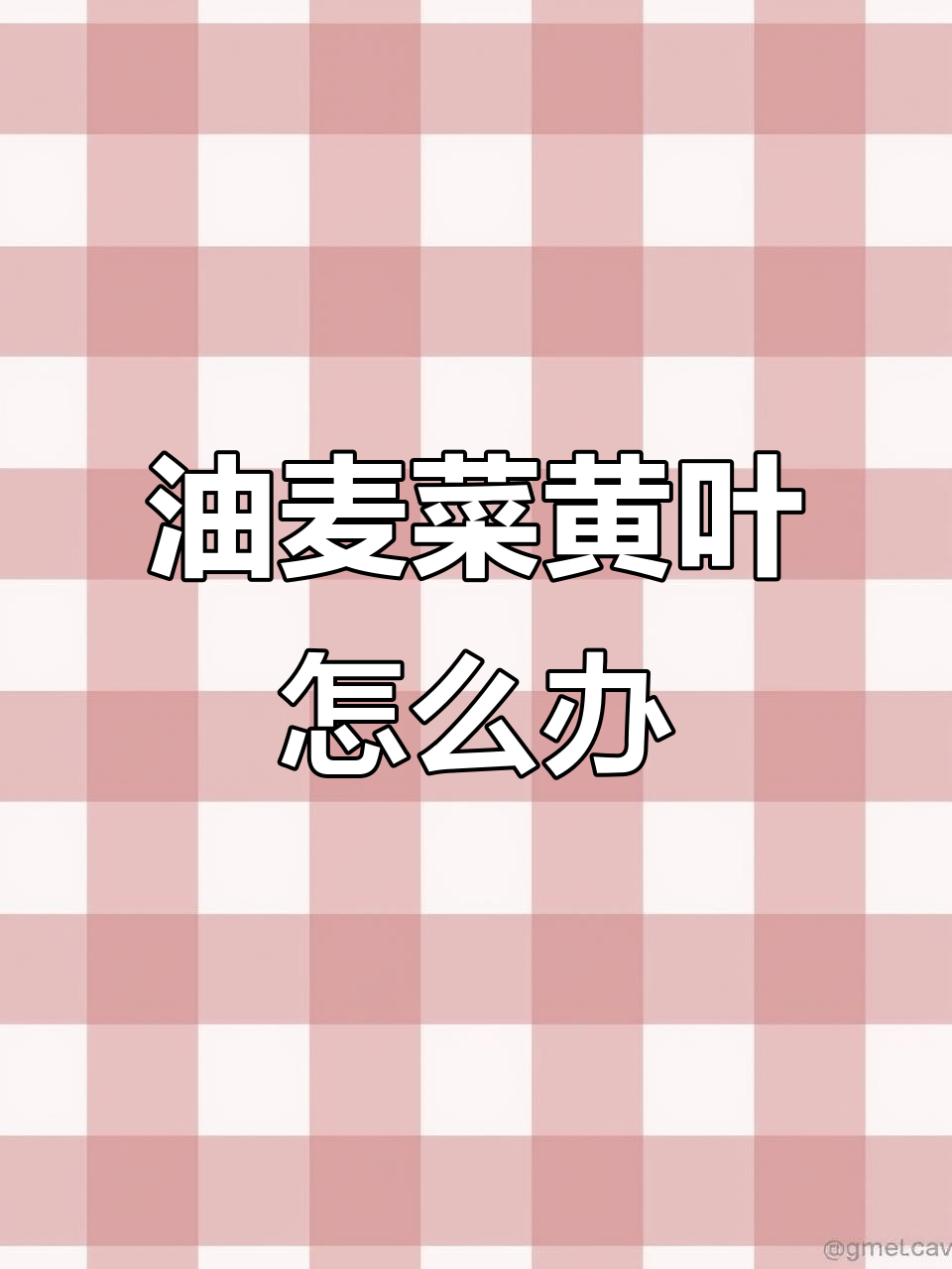 油麦菜黄叶病初期症状,如何应对?