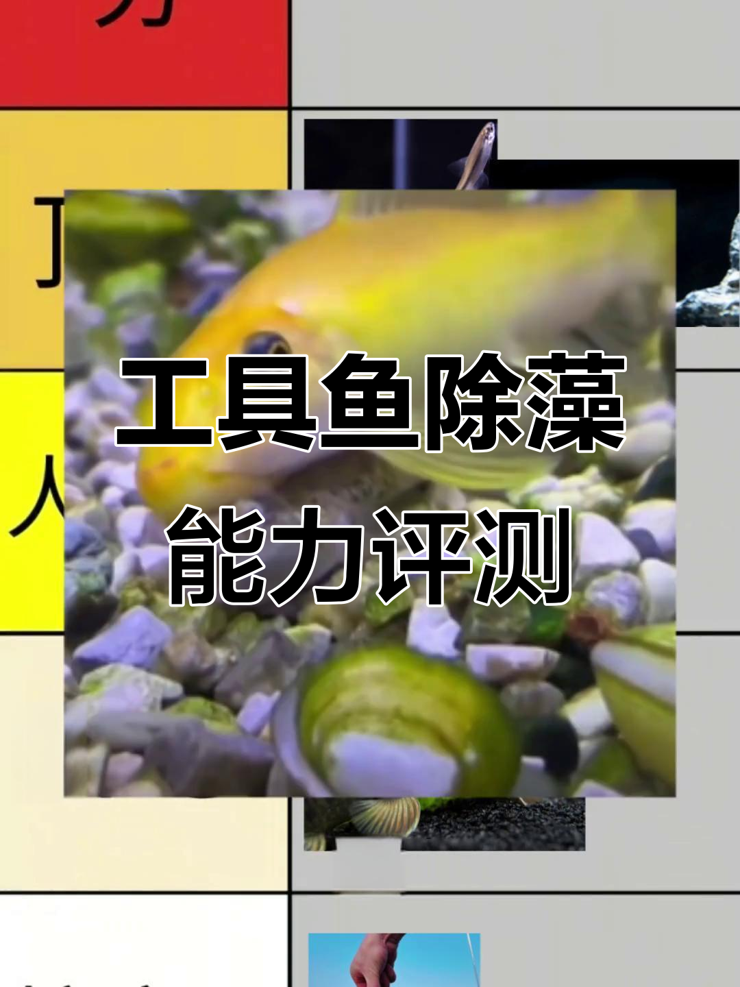 黑线飞狐与小精灵:两种顶级清道夫的除藻能力大比拼