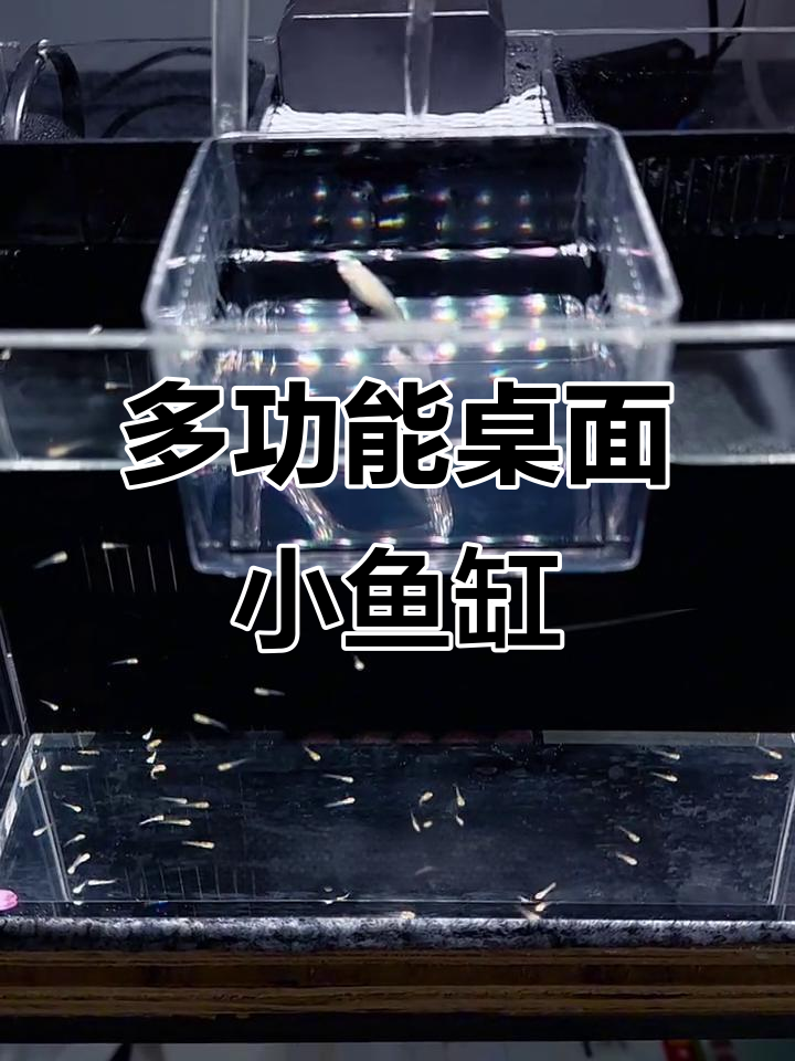 孔雀鱼繁殖缸变桌面微景观,轻松饲养小型鱼类