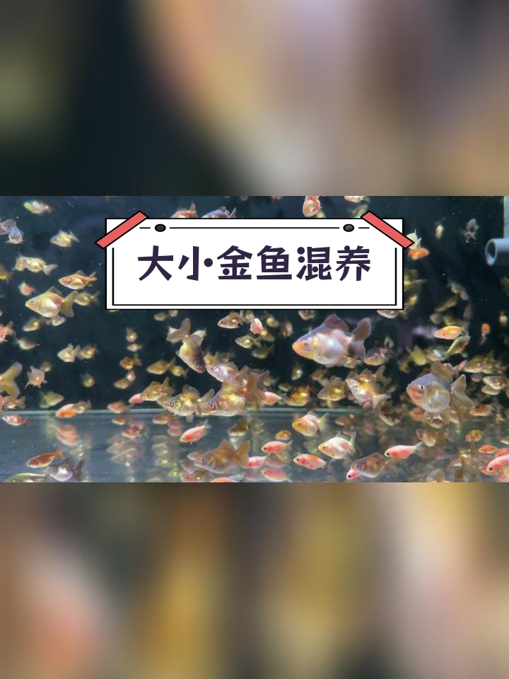 兰寿与玛丽苗混养技巧