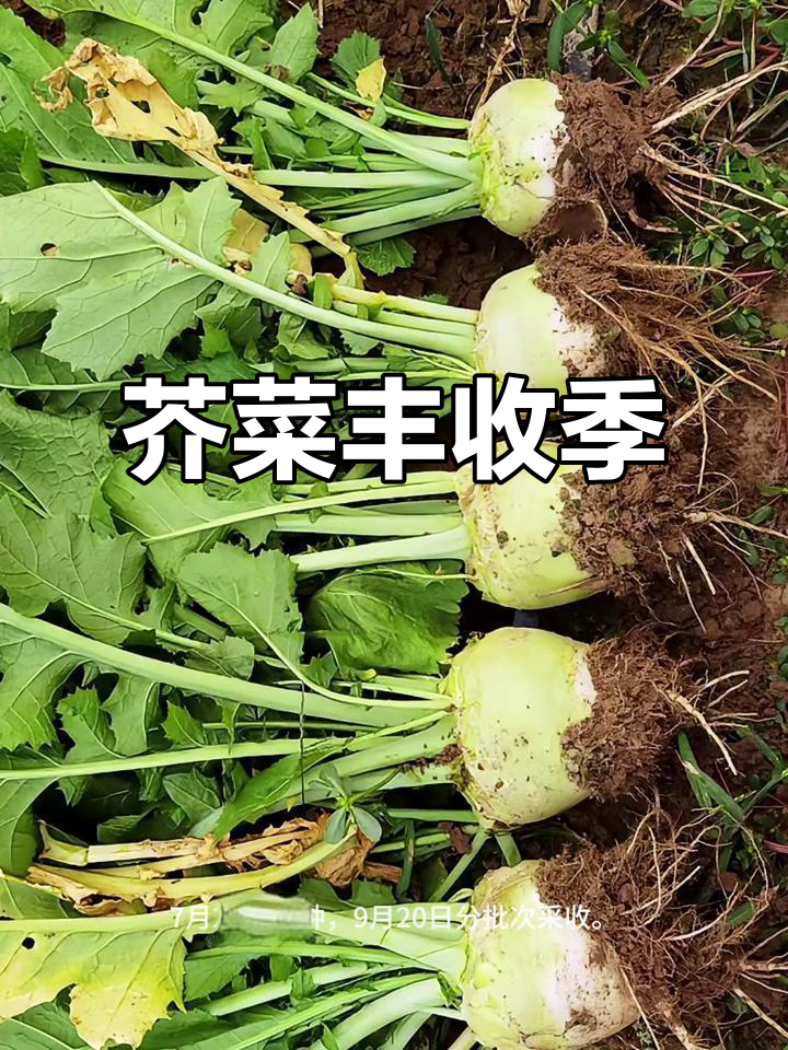 芥菜疙瘩长势喜人,9月可采摘,樱子也能吃