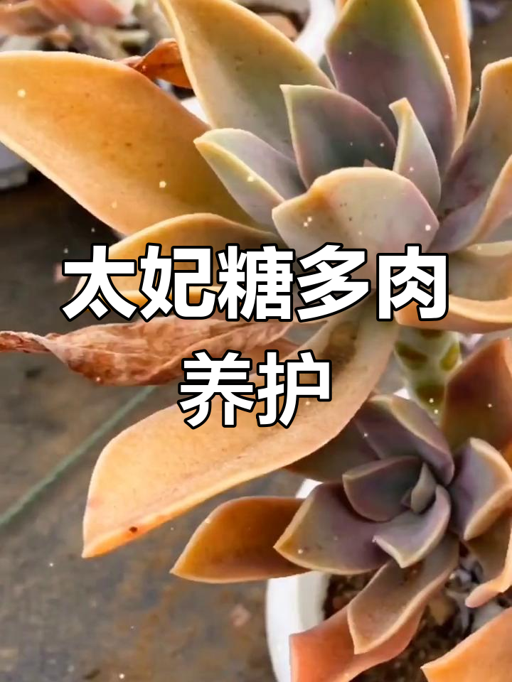 太妃糖多肉养护技巧:快速上色与剪花