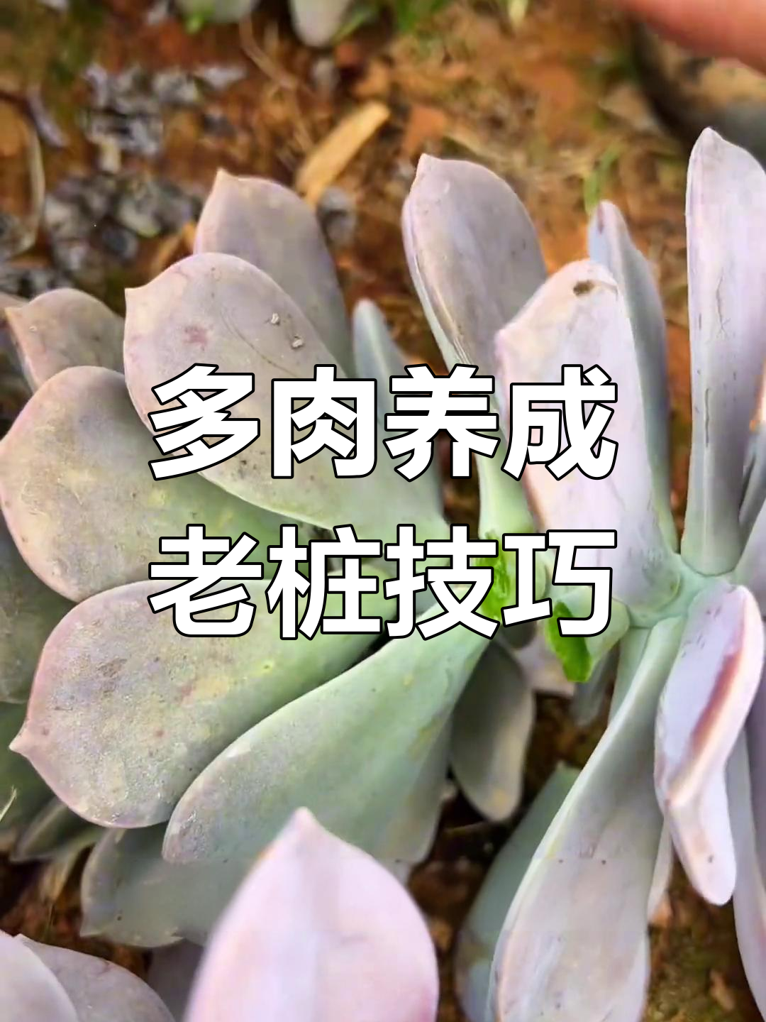 如何修剪多肉植物,打造独特老桩造型