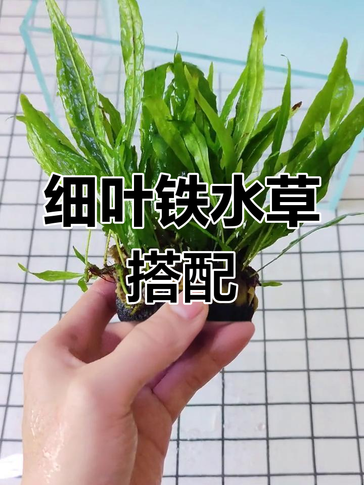 新手鱼缸造景,简单又好看