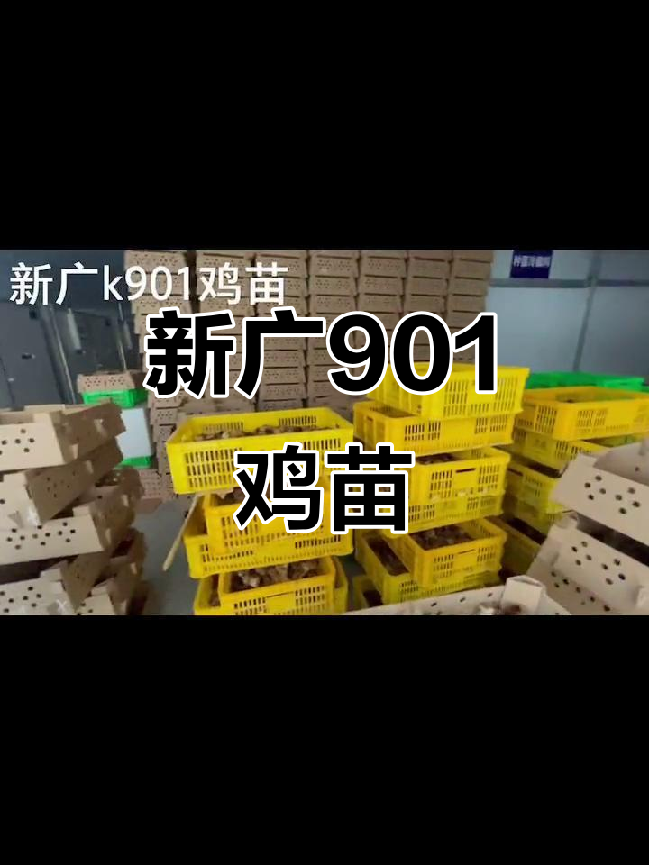 贵州901鸡苗:优质脱温麻黄鸡,助力养殖业发展