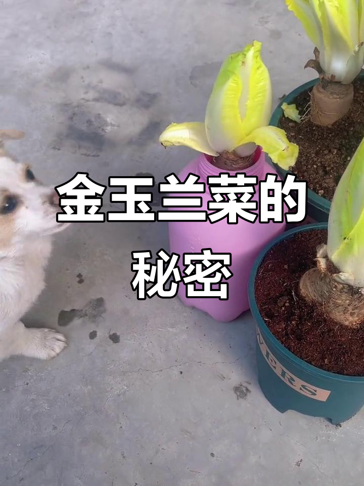 你见过这种高端蔬菜吗？金玉兰菜，花盆里种出美味！