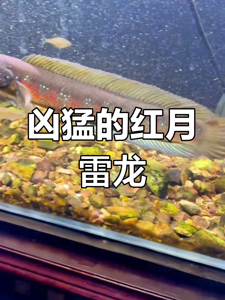 红月雷龙:南方溪流中的美人鱼