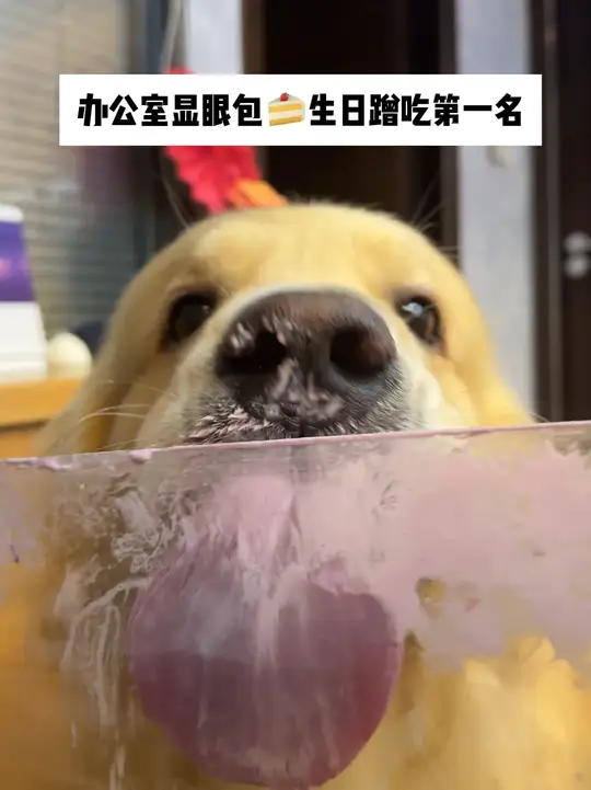 办公室显眼包,生日蹭吃第一名,生日可以不是小斗过,但是蛋糕必须要吃