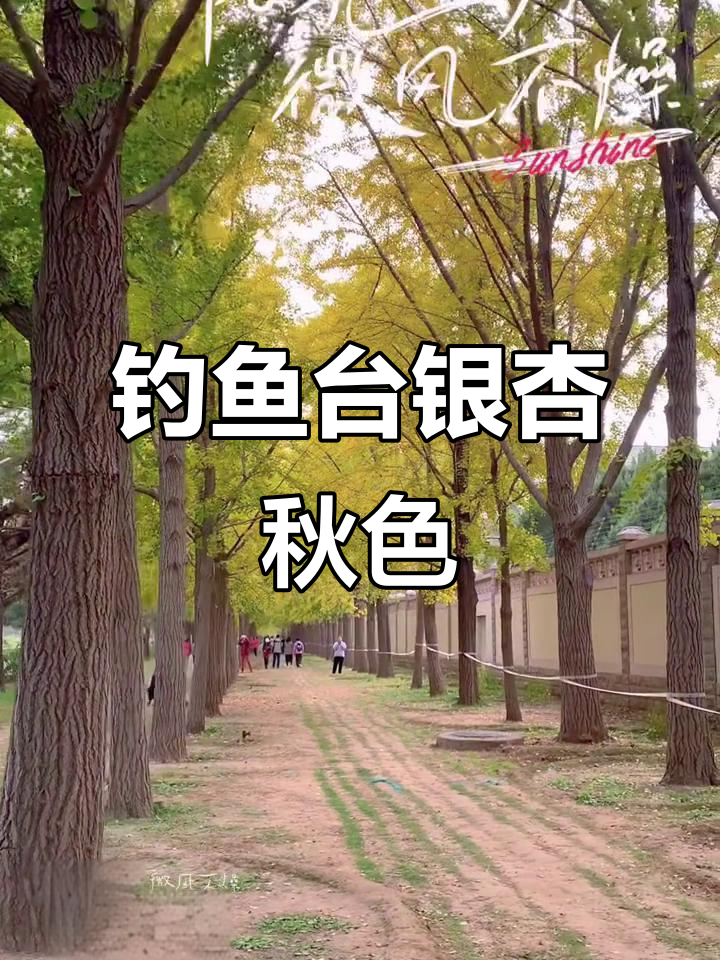 钓鱼台国宾馆银杏大道秋景,2025年秋季盛况