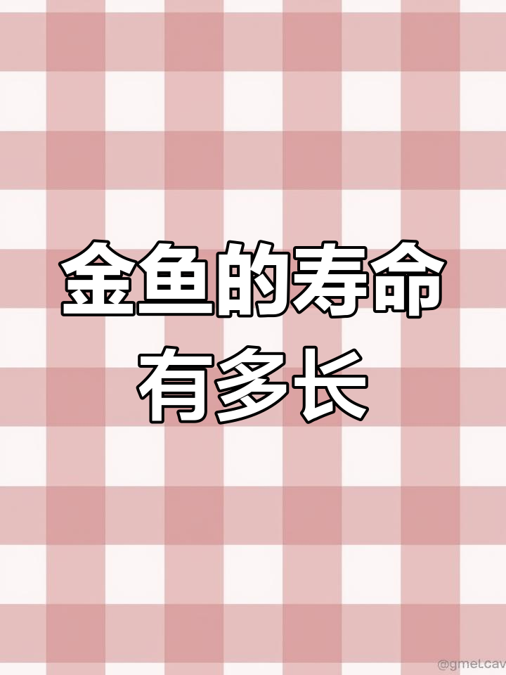 金鱼寿命真相揭秘:传统金鱼能活多久?