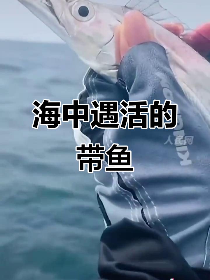 第一次见到活带鱼,竟然是在海上!