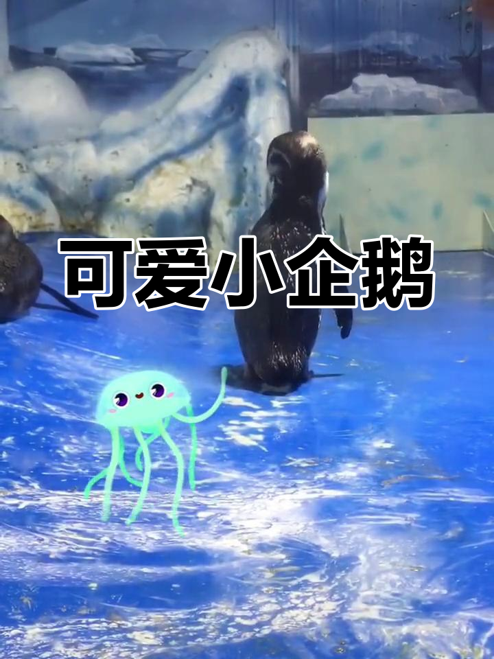 小企鹅的奇妙尾巴,萌态十足