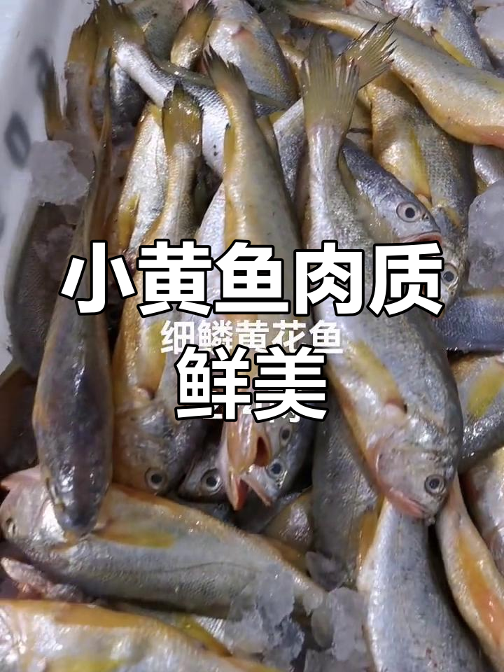 舟山雷达网船捕捞小黄鱼,肉质鲜嫩细腻