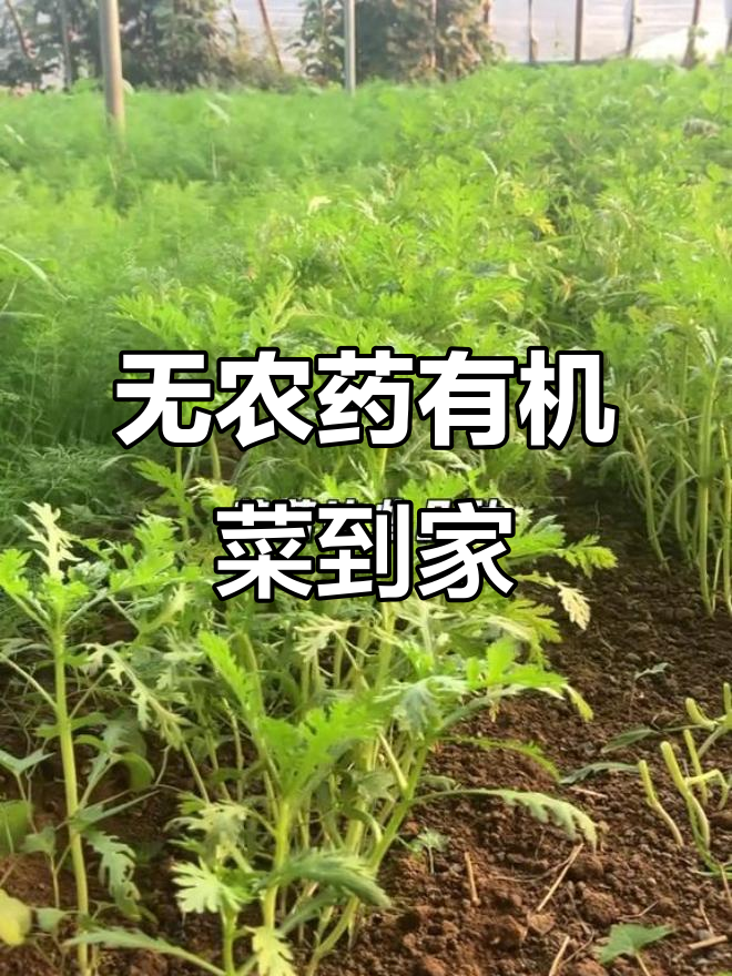 烟台有机蔬菜配送上门,无农药放心菜送到家