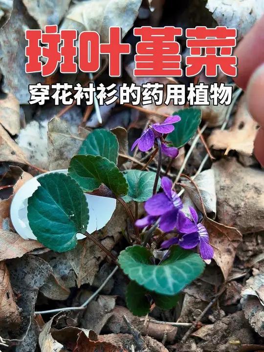 斑叶堇菜 穿花衬衫的药用植物