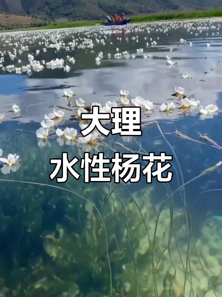 云南大理的美味水性杨花,海菜花的独特风情
