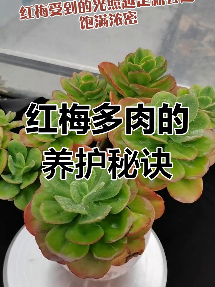 红梅多肉养护全攻略:光照、通风与耐寒技巧