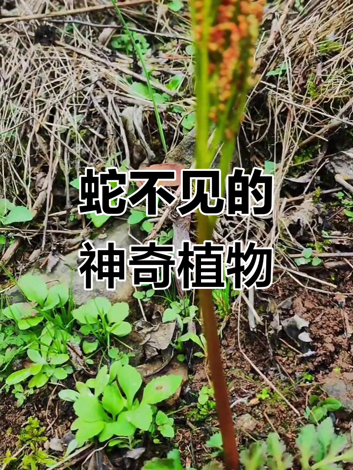 阴地蕨,蛇避之,别名独脚金鸡或小春花