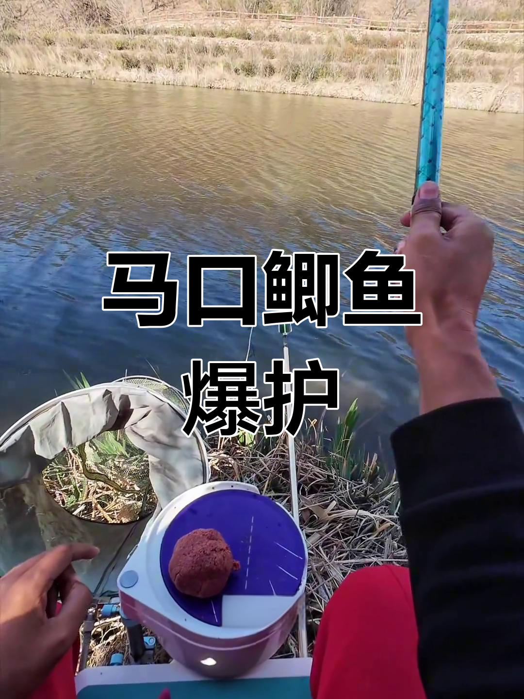 钓鱼人必看!马口鲫鱼爆护技巧,轻松钓获大货