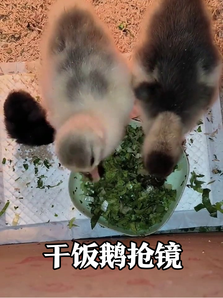 小鹅狂炫青菜叶,小鸡夹缝蹭饭吃,这届室友太能吃!