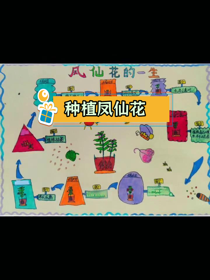 凤仙花生长过程手抄报