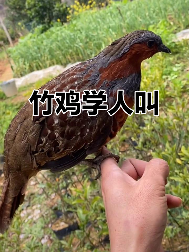 竹鸡模仿人声，叫声像极了“抖音”