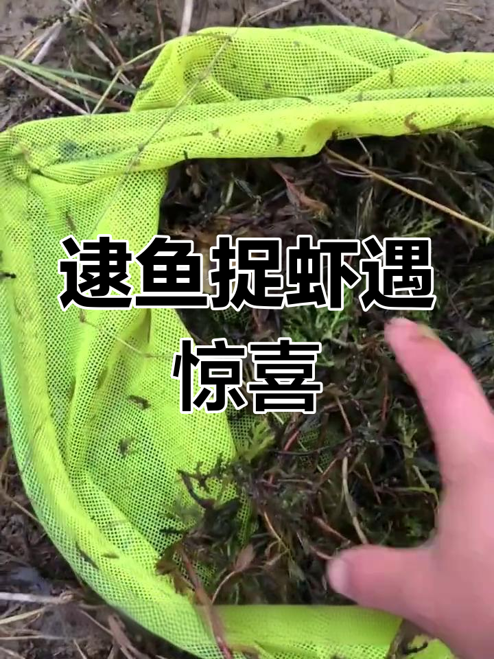小河抓鱼摸虾,意外发现金元宝和龙虾大餐