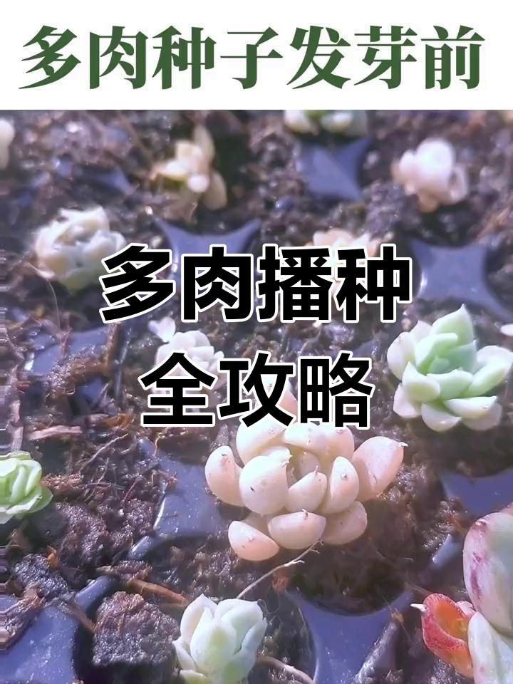 播种多肉,无限可能!从种子到新生命的成长过程