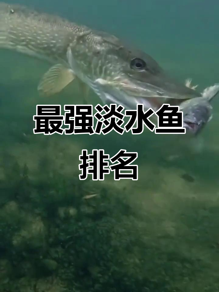 国内十大最凶猛淡水鱼,看看谁才是真正的“水中霸王”!