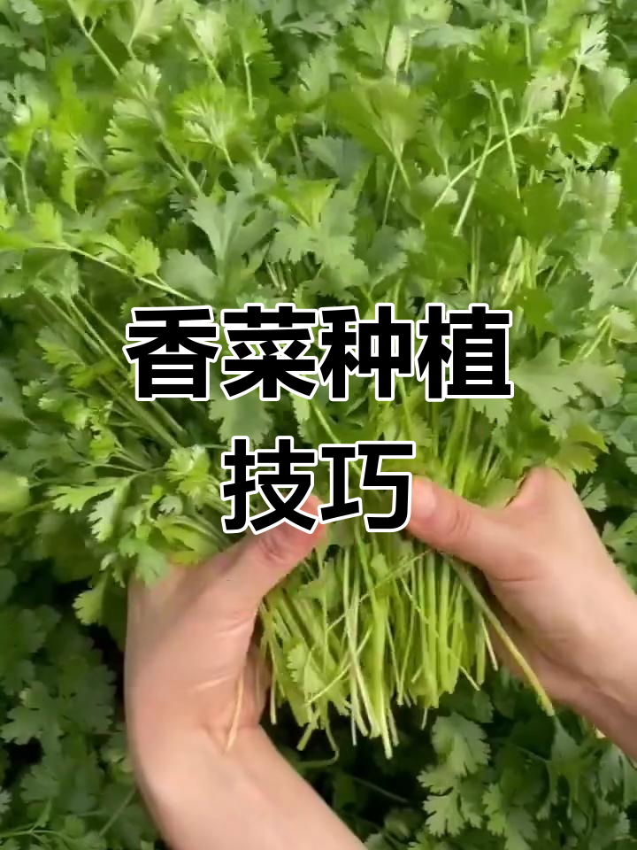 香菜葱苗快速出芽小妙招,八月种最合适