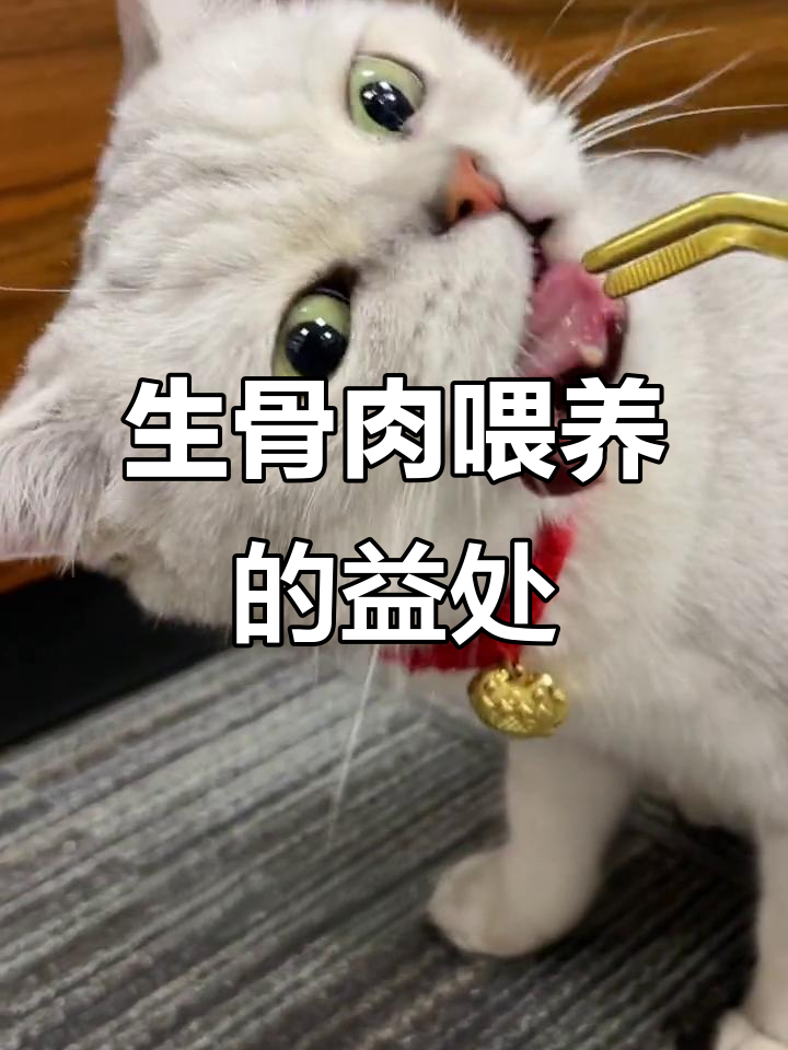 猫咪吃生骨肉的好处,毛发更亮、身体更强壮