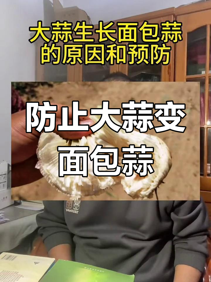 大蒜长面包蒜的原因及预防方法,氮磷钾比例很重要