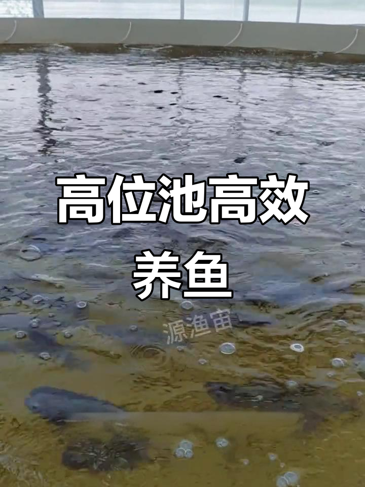 陆基高位池高密度循环水养殖系统，四步搞定鱼池搭建