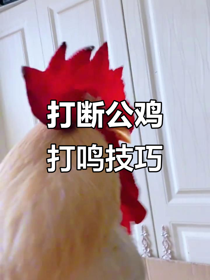 如何有效阻止公鸡打鸣?