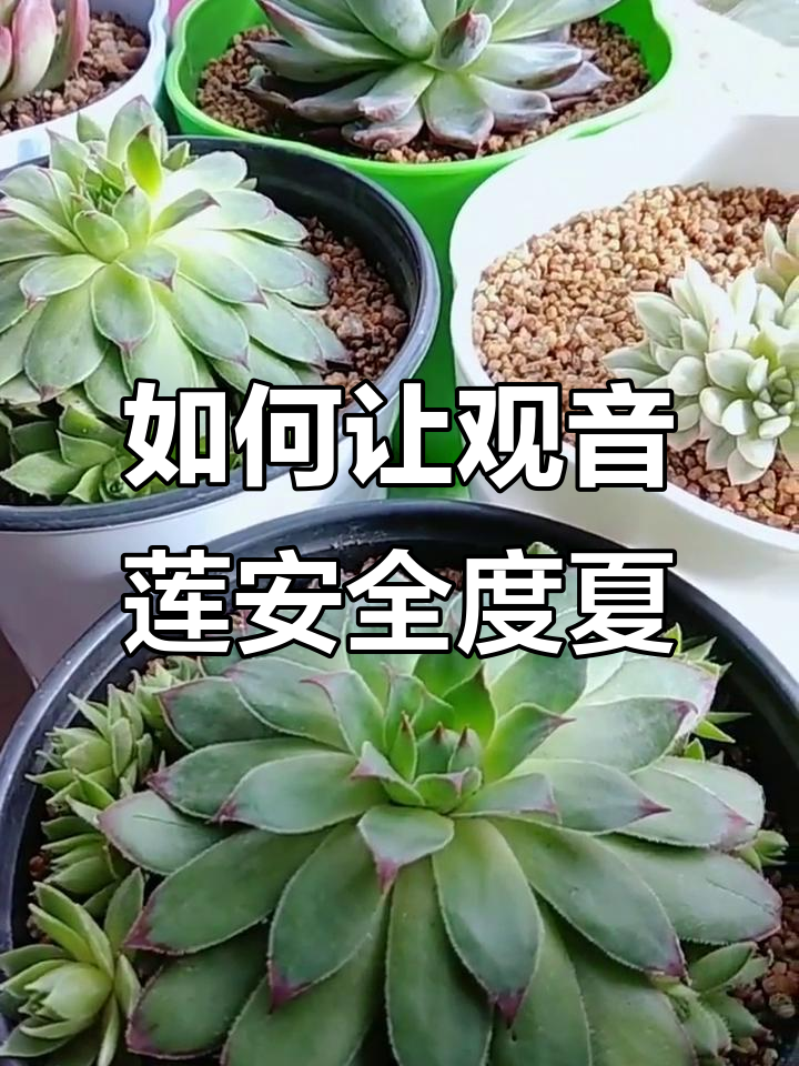夏季养护观音莲多肉,避免叶片化水的小技巧