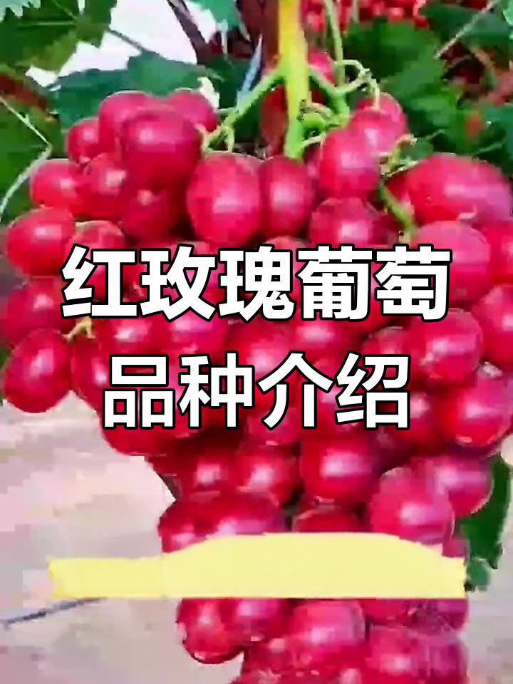 美国引进的红玫瑰葡萄,品质卓越,市场前景广阔
