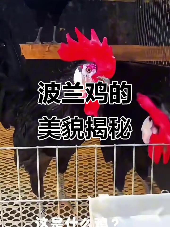 波兰鸡到底有多美?看看这些奇特品种你就知道了