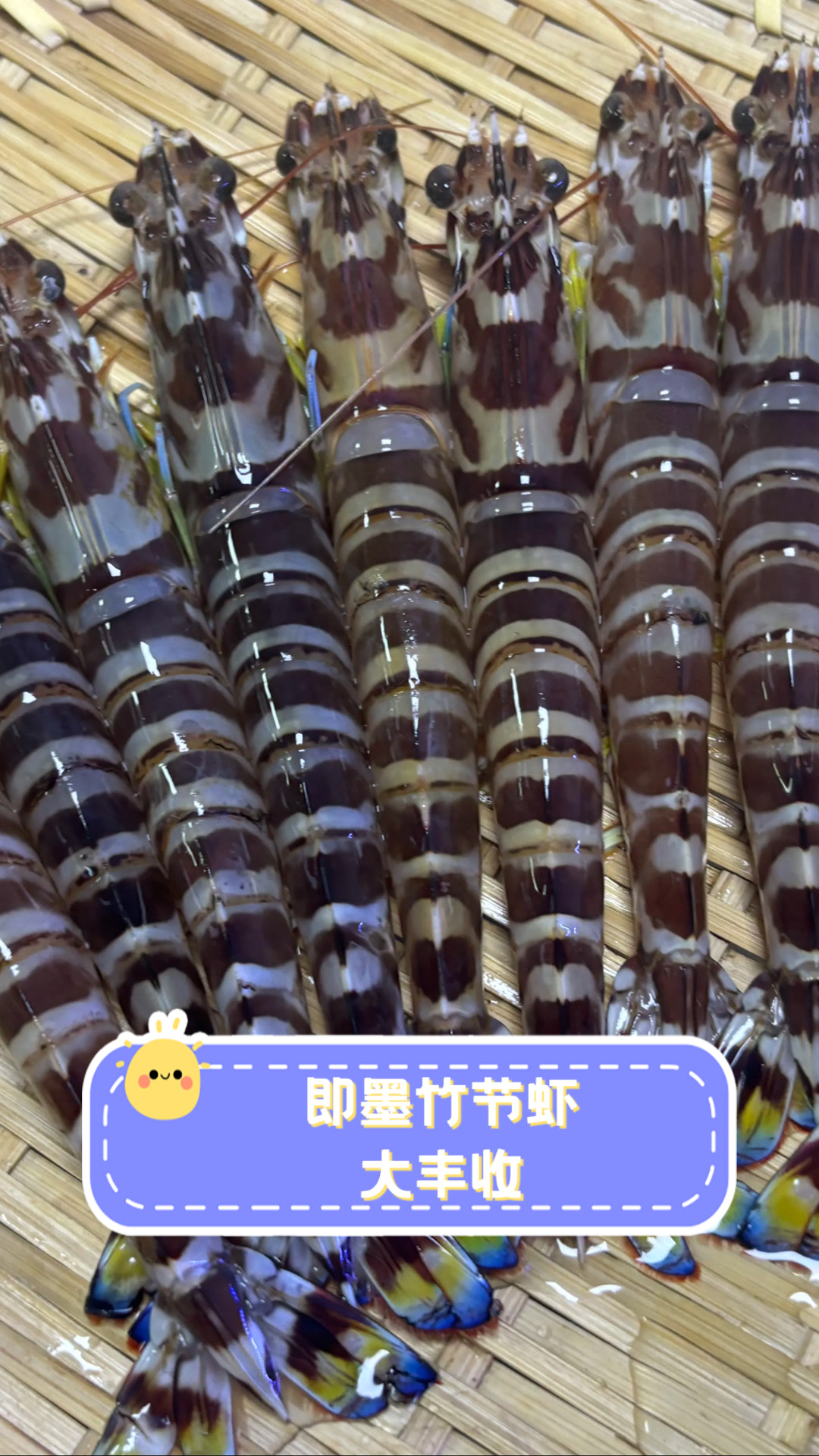 即墨竹节虾大丰收