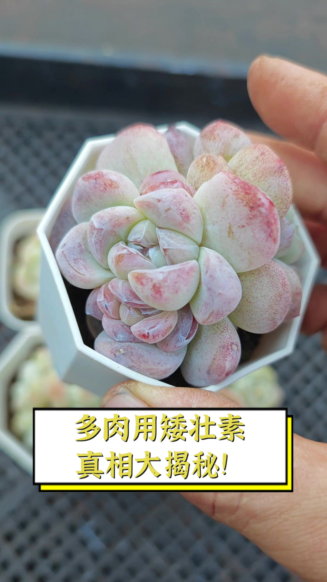 多肉用矮壮素,真相大揭秘!