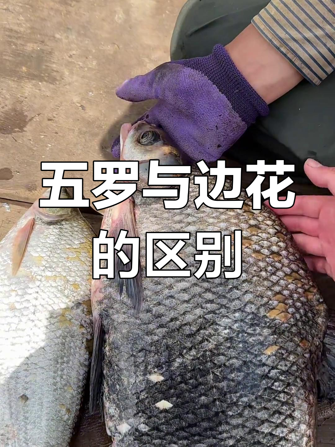 乌苏里江名鱼大揭秘:五罗之首发与边花鱼的差异