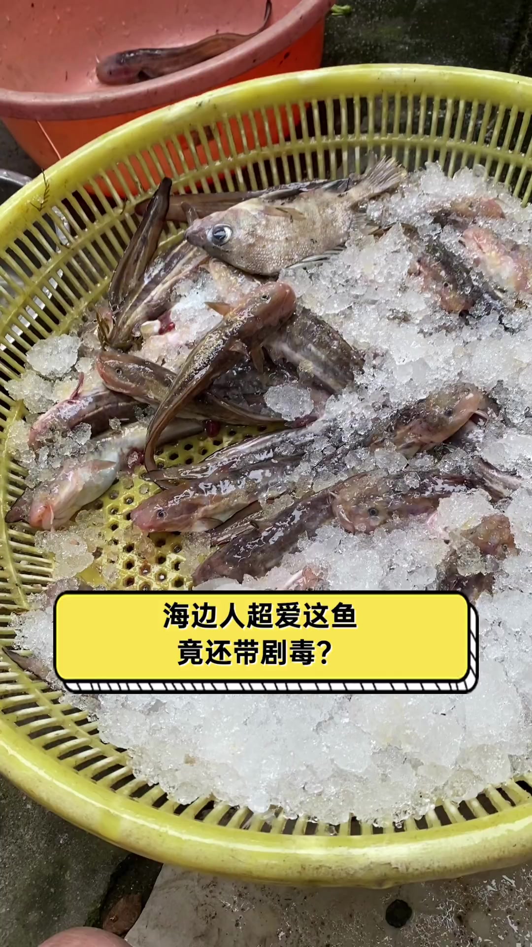 海边人超爱这鱼,竟还带剧毒?